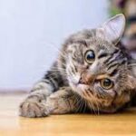 Nằm Mơ Thấy Mèo Con 2023 Ý Nghĩa và Tác Động Về Tâm Lý
